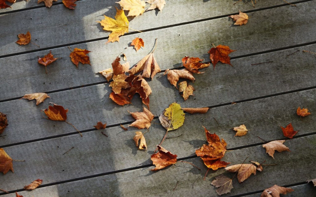 How to keep wasps away from wood deck Effective Tips for your home!